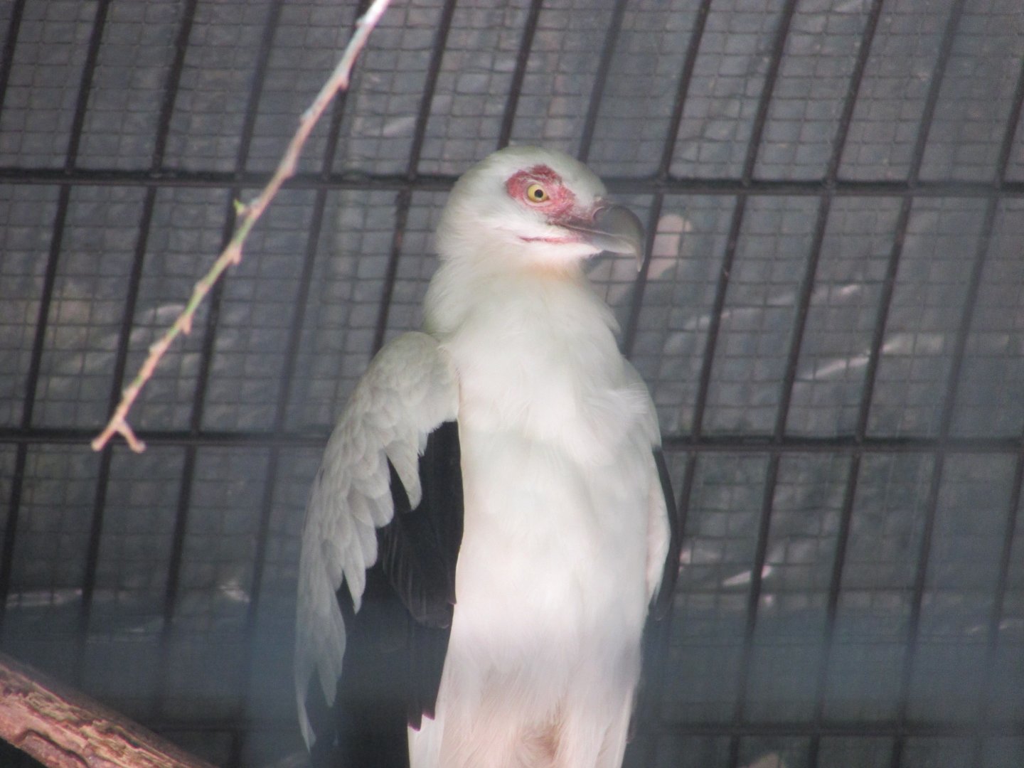 Jardin des Plantes de Paris - Another palm-nut vulture