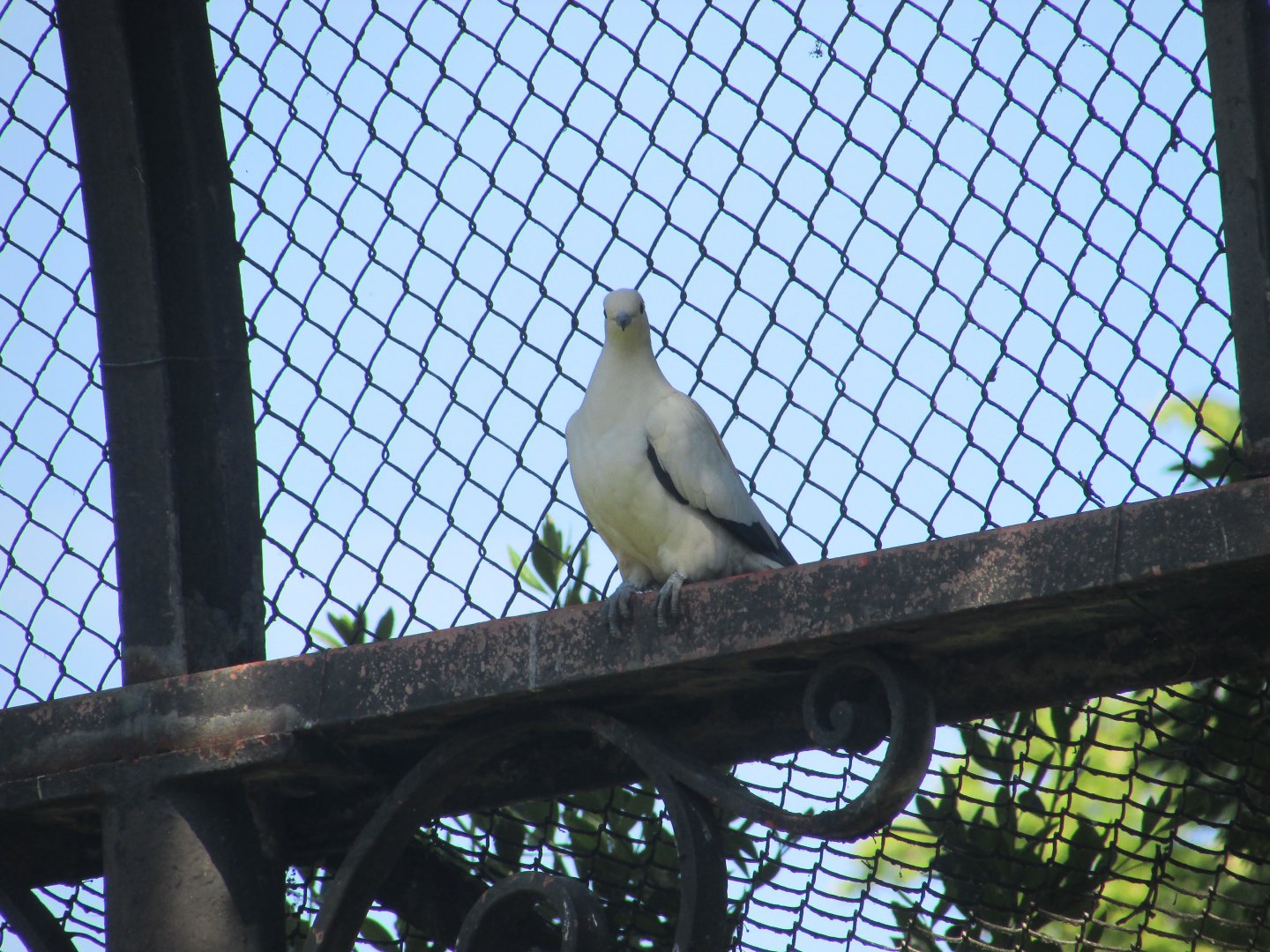 Jardin des Plantes de Paris - Another pied imperial pigeon