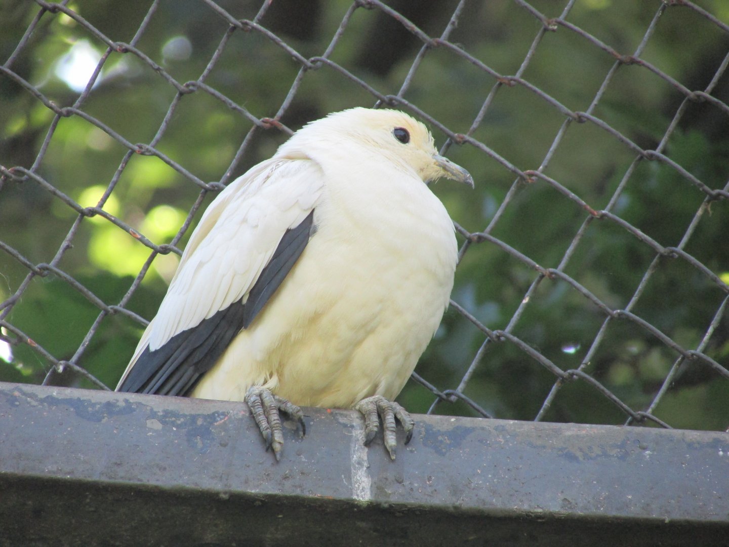 Jardin des Plantes de Paris - ANOTHER pied imperial pigeon