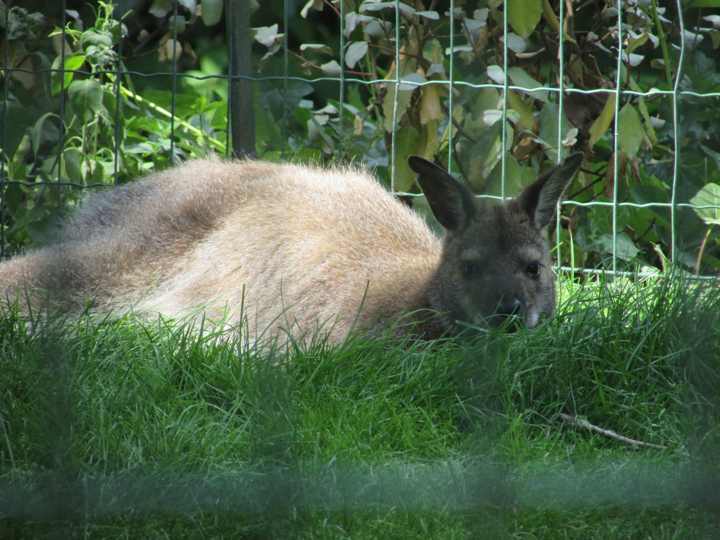 Jardin des Plantes de Paris - Another red-necked wallaby