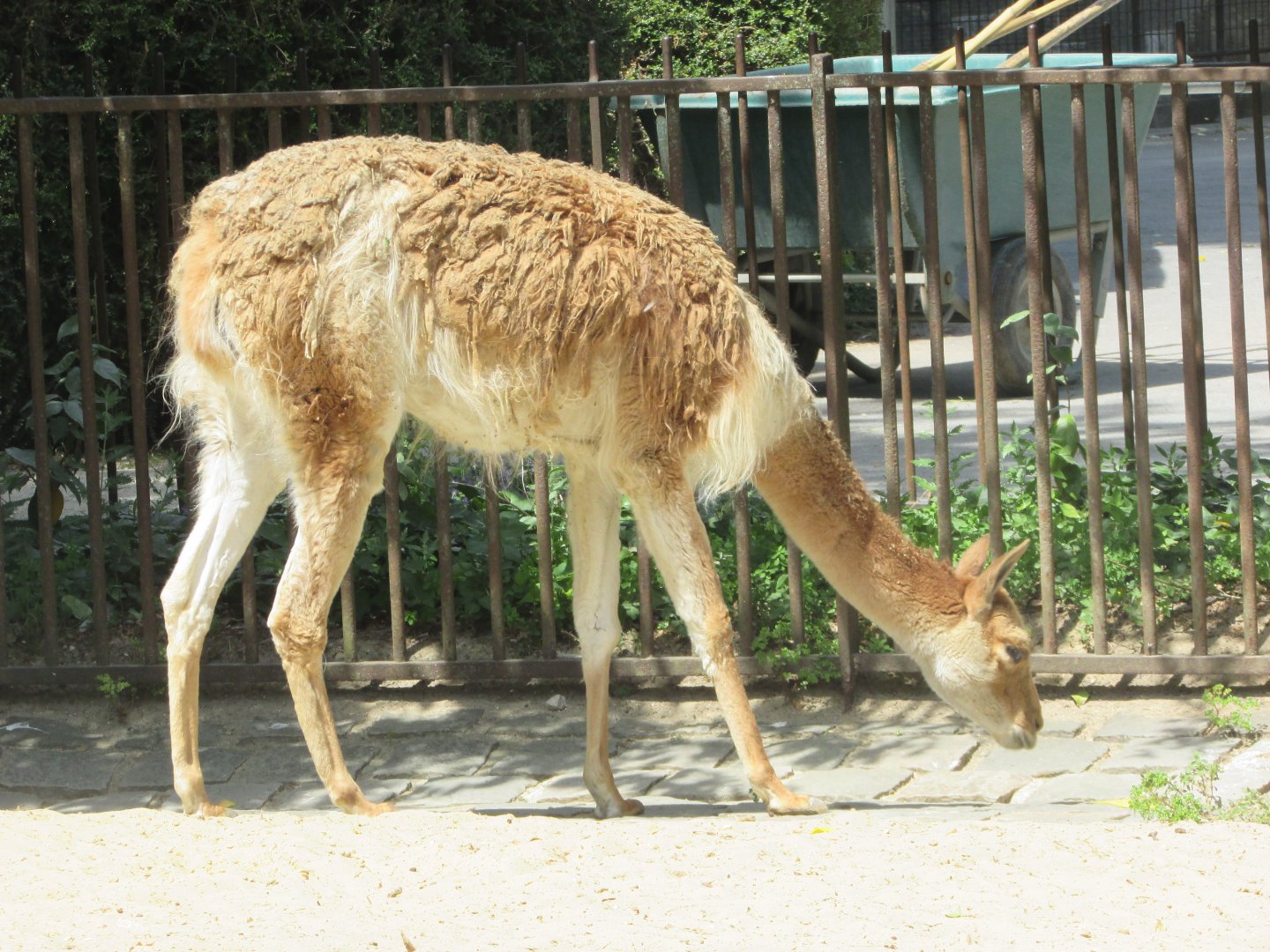 Jardin des Plantes de Paris - Another vicugna