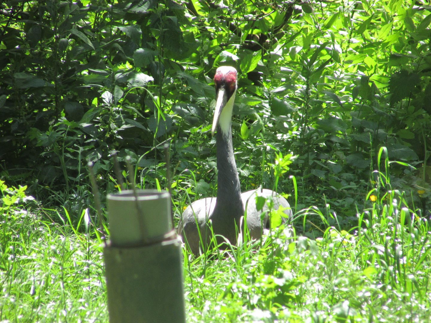 Jardin des Plantes de Paris - (Another?) white-naped crane