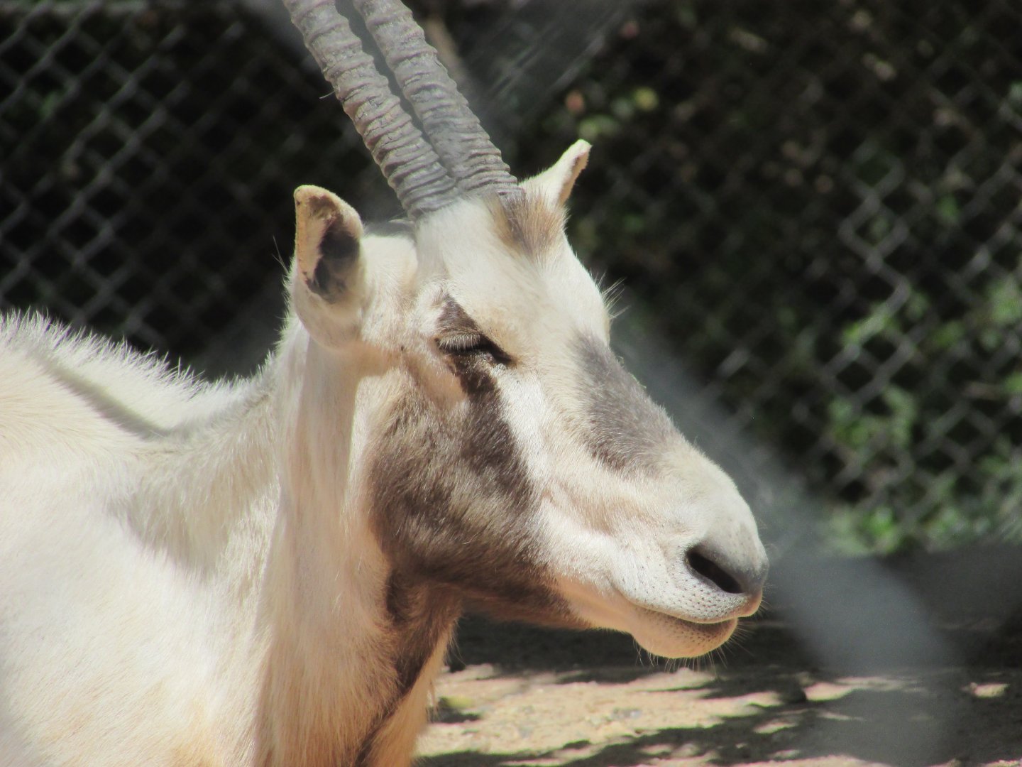 Jardin des Plantes de Paris - Arabian oryx close up