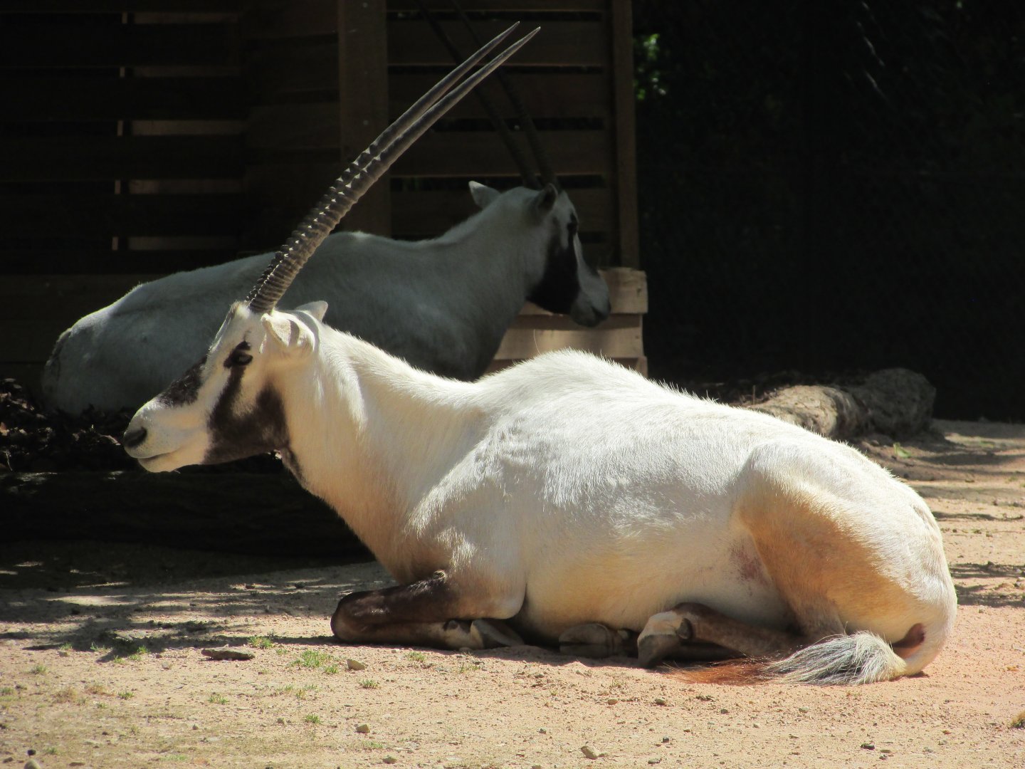 Jardin des Plantes de Paris - Arabian oryx