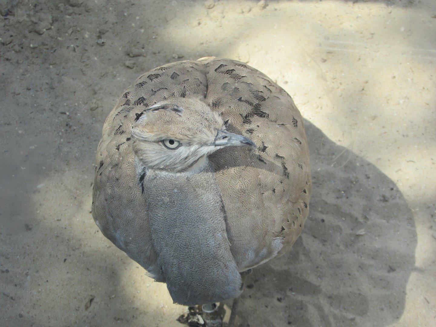 Jardin des Plantes de Paris - Asian houbara bustard