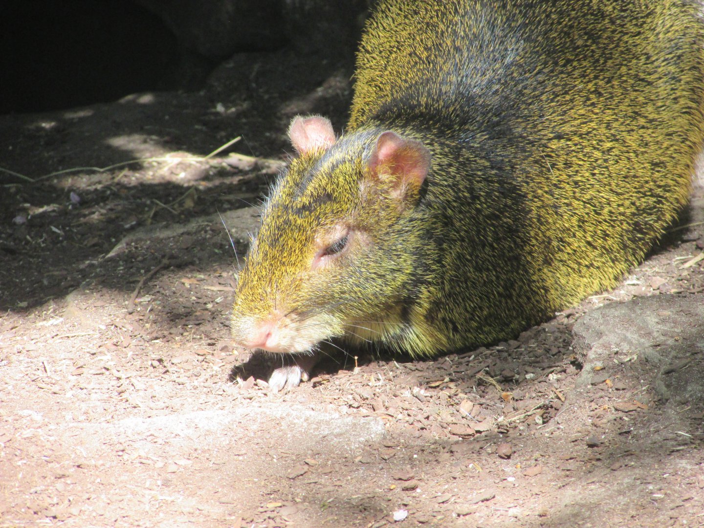 Jardin des Plantes de Paris - Azara's agouti