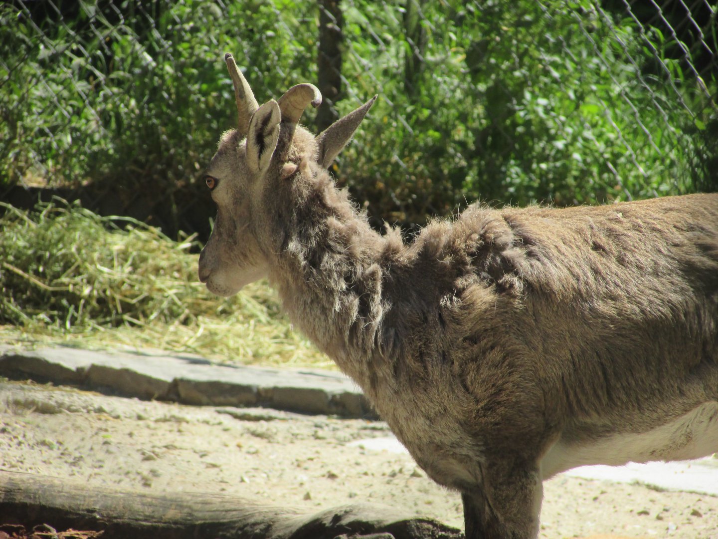 Jardin des Plantes de Paris - Bharal