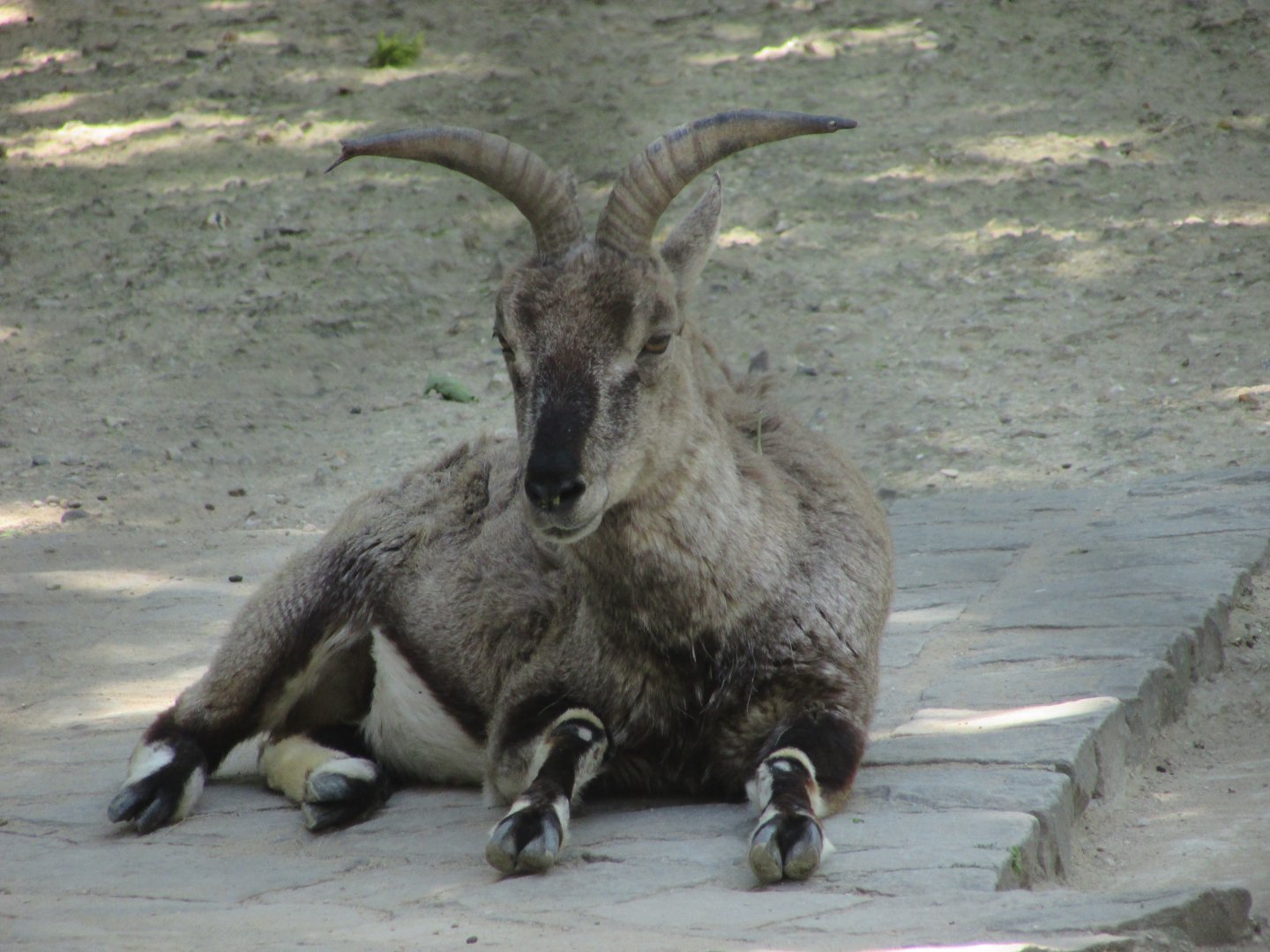 Jardin des Plantes de Paris - Bharal
