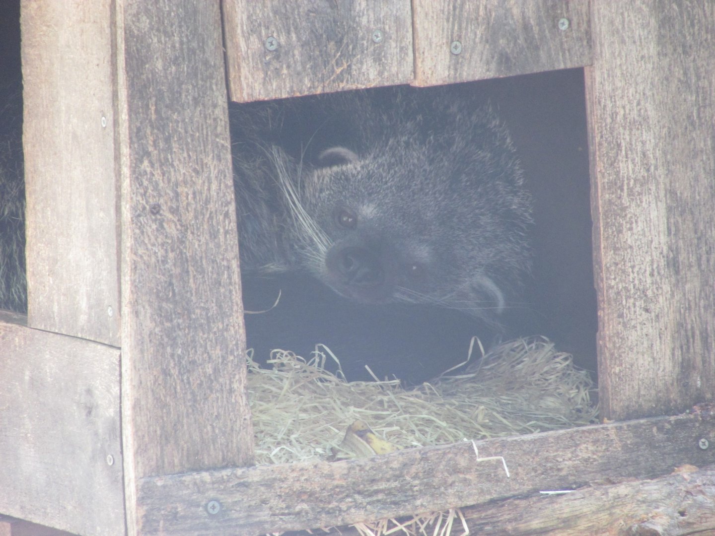 Jardin des Plantes de Paris - Binturong