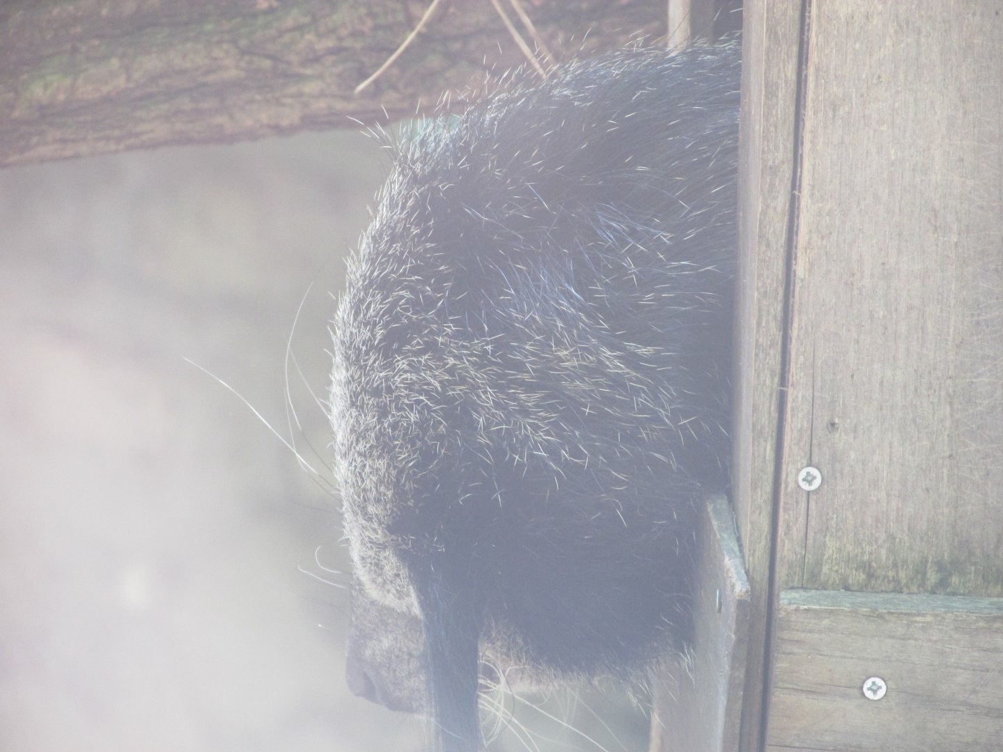 Jardin des Plantes de Paris - Binturong