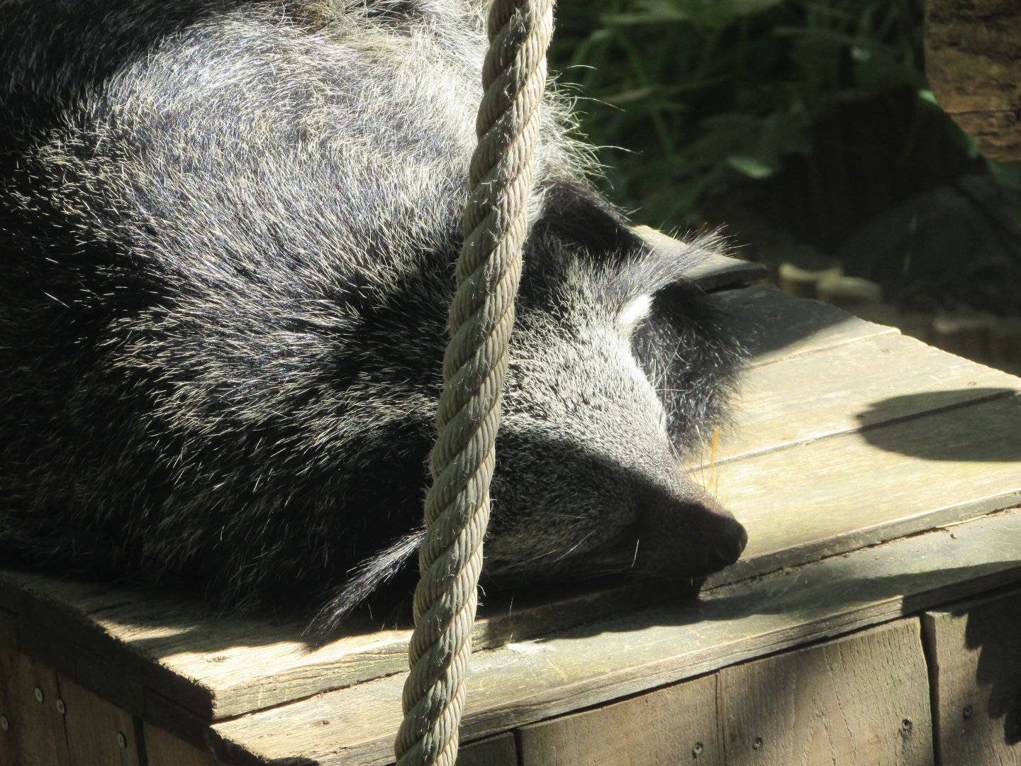 Jardin des Plantes de Paris - Binturong
