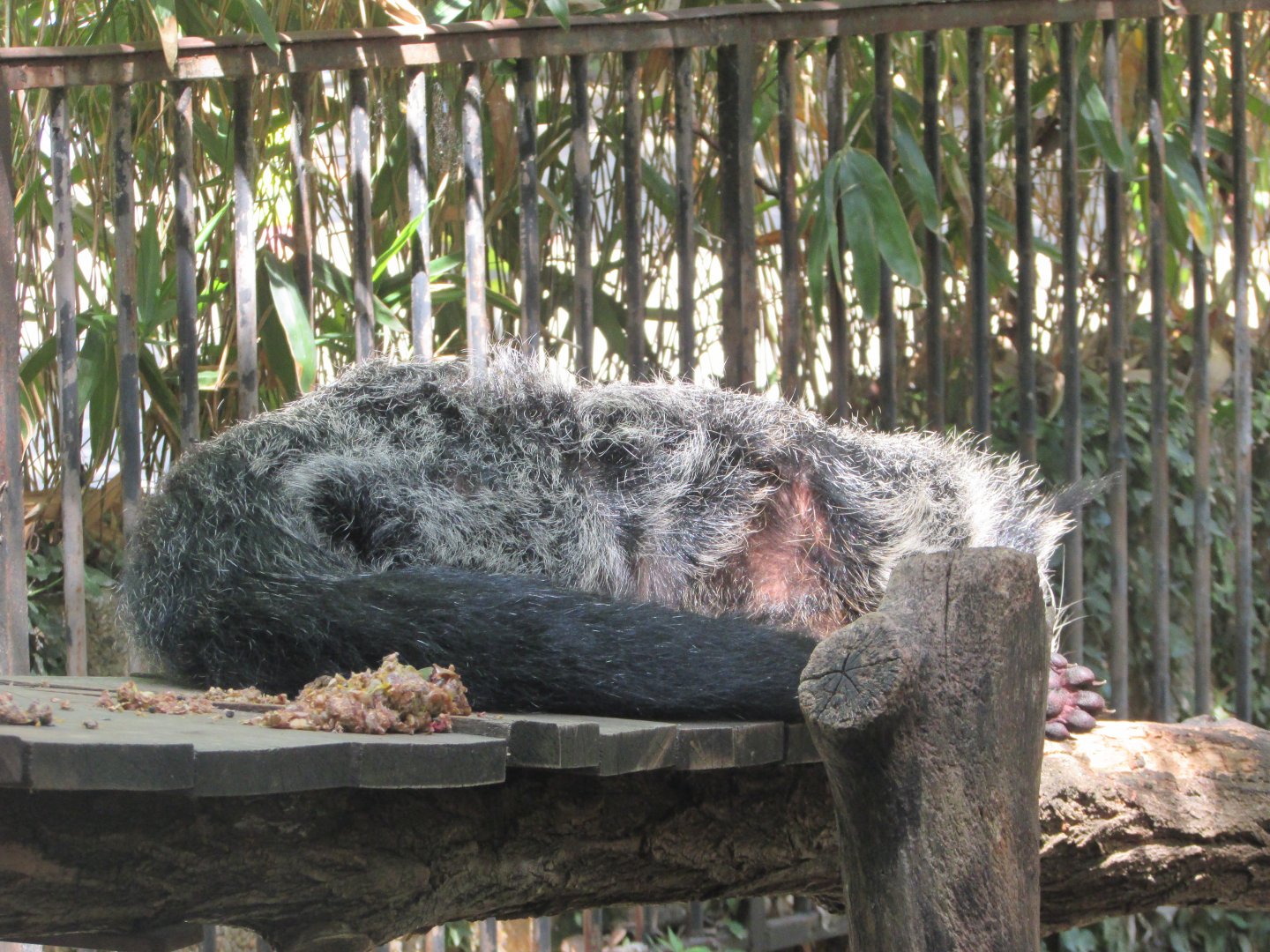 Jardin des Plantes de Paris - Binturong