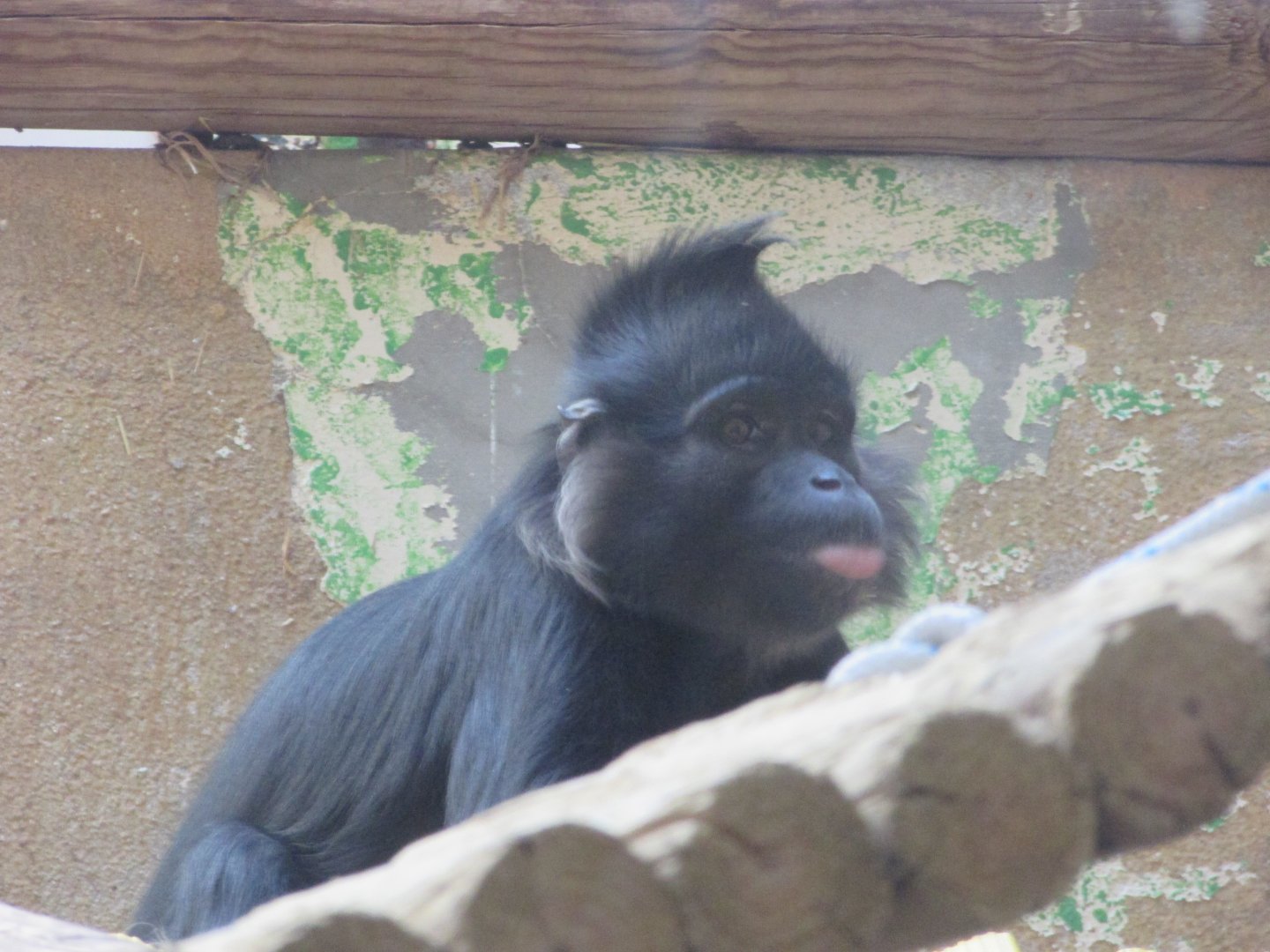 Jardin des Plantes de Paris - Black-crested mangabey