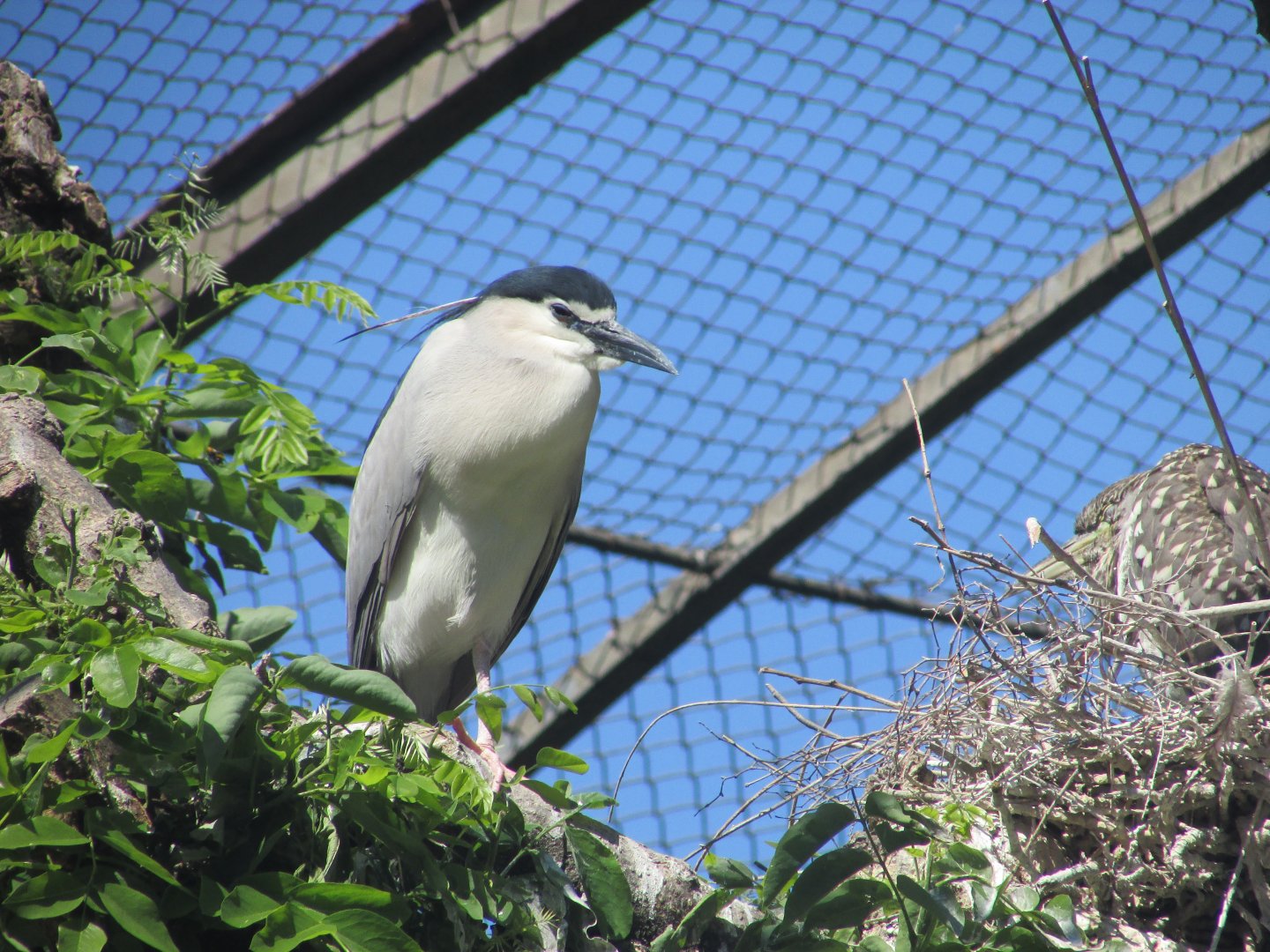 Jardin des Plantes de Paris - Black-crowned night heron