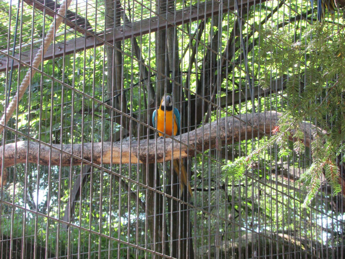 Jardin des Plantes de Paris - Blue-and-yellow macaw