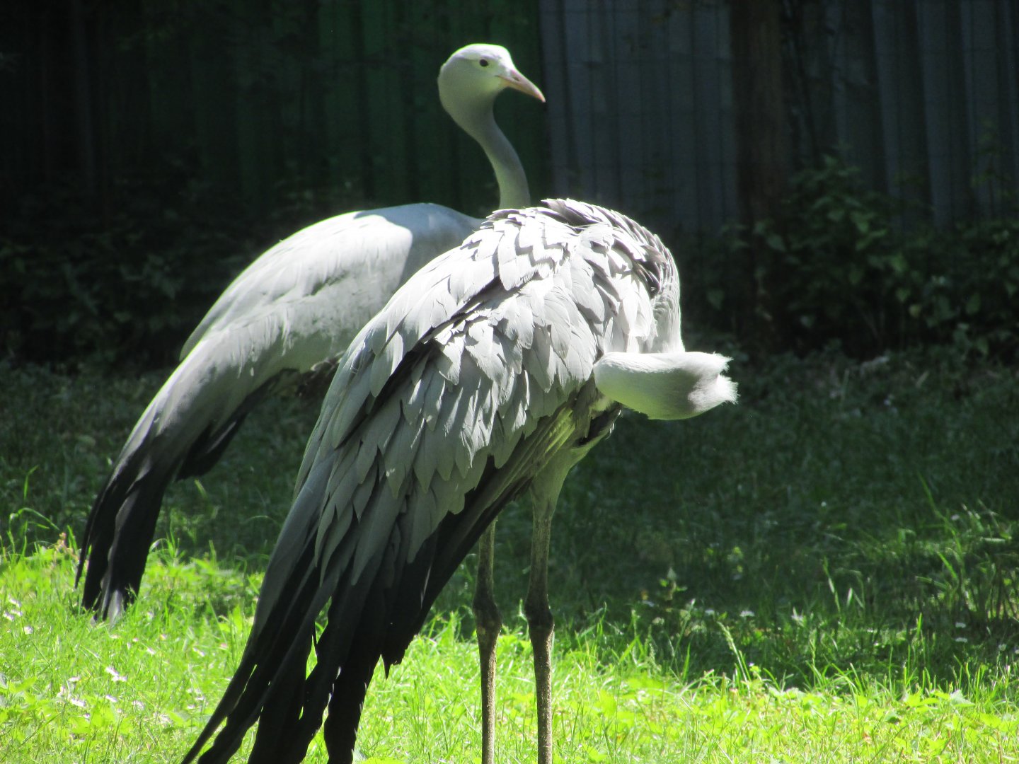Jardin des Plantes de Paris - Blue cranes
