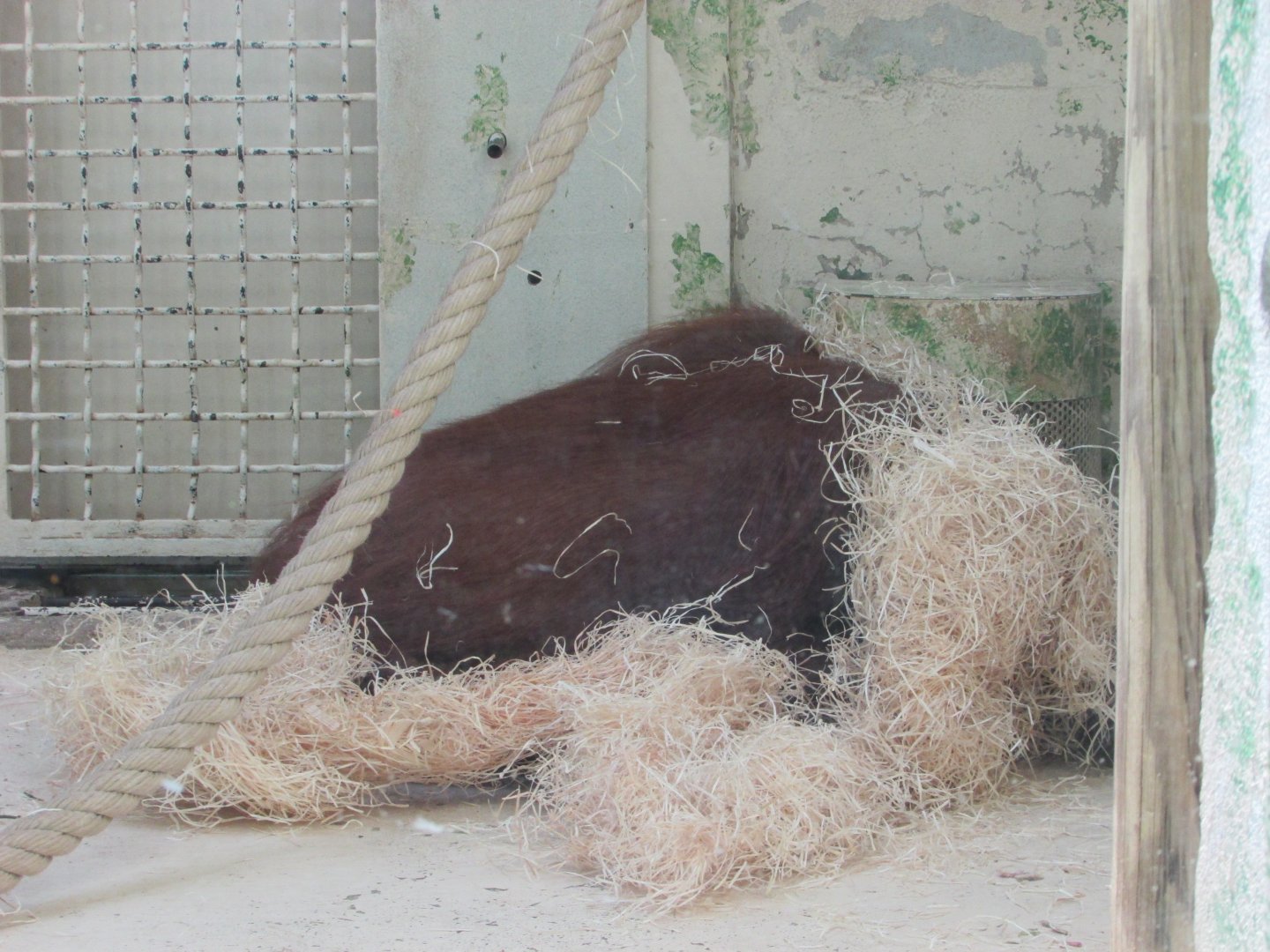 Jardin des Plantes de Paris - Bornean orangutan