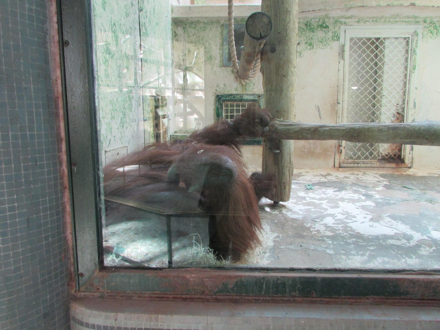 Jardin des Plantes de Paris - Bornean orangutan