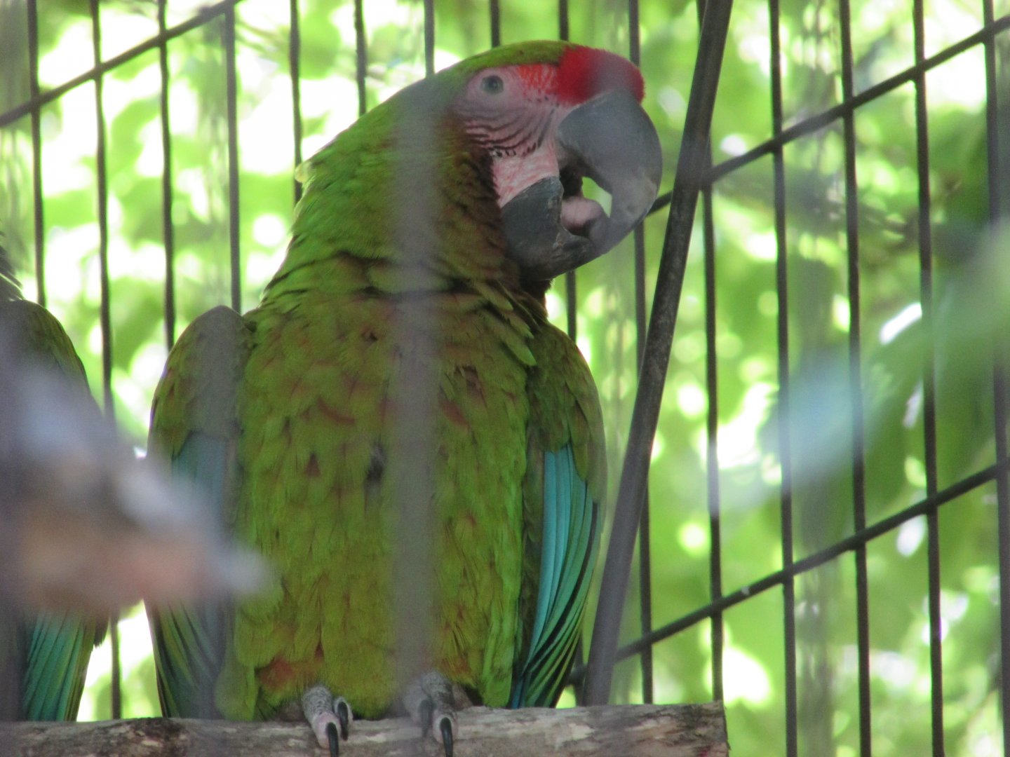 Jardin des Plantes de Paris - Buffon's macaw close up