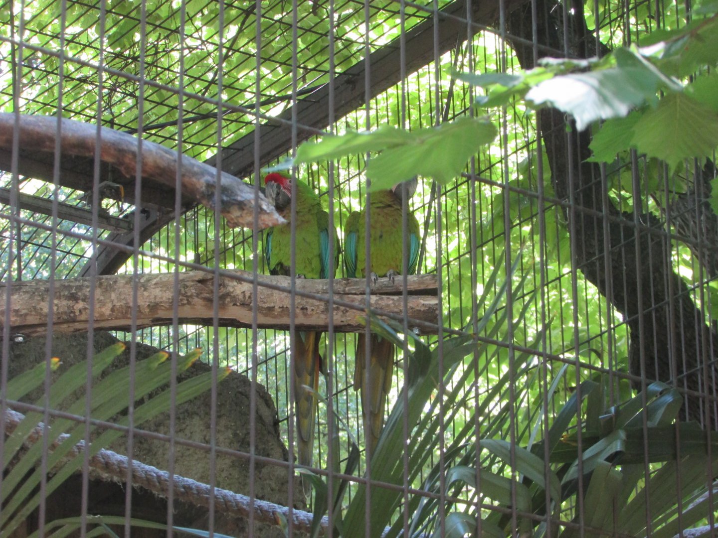 Jardin des Plantes de Paris - Buffon's macaws