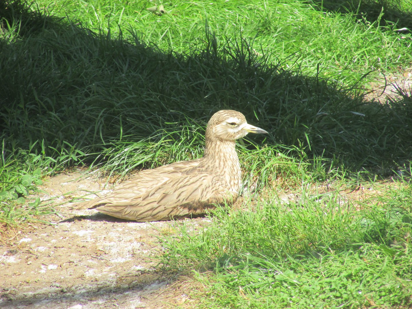 Jardin des Plantes de Paris - Bush stone curlew