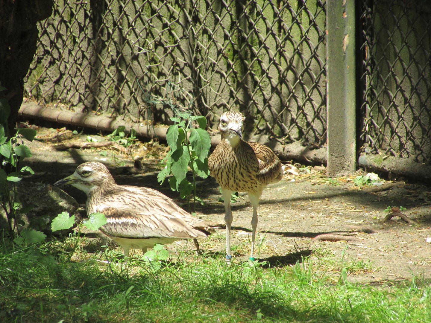 Jardin des Plantes de Paris - Bush stone curlew