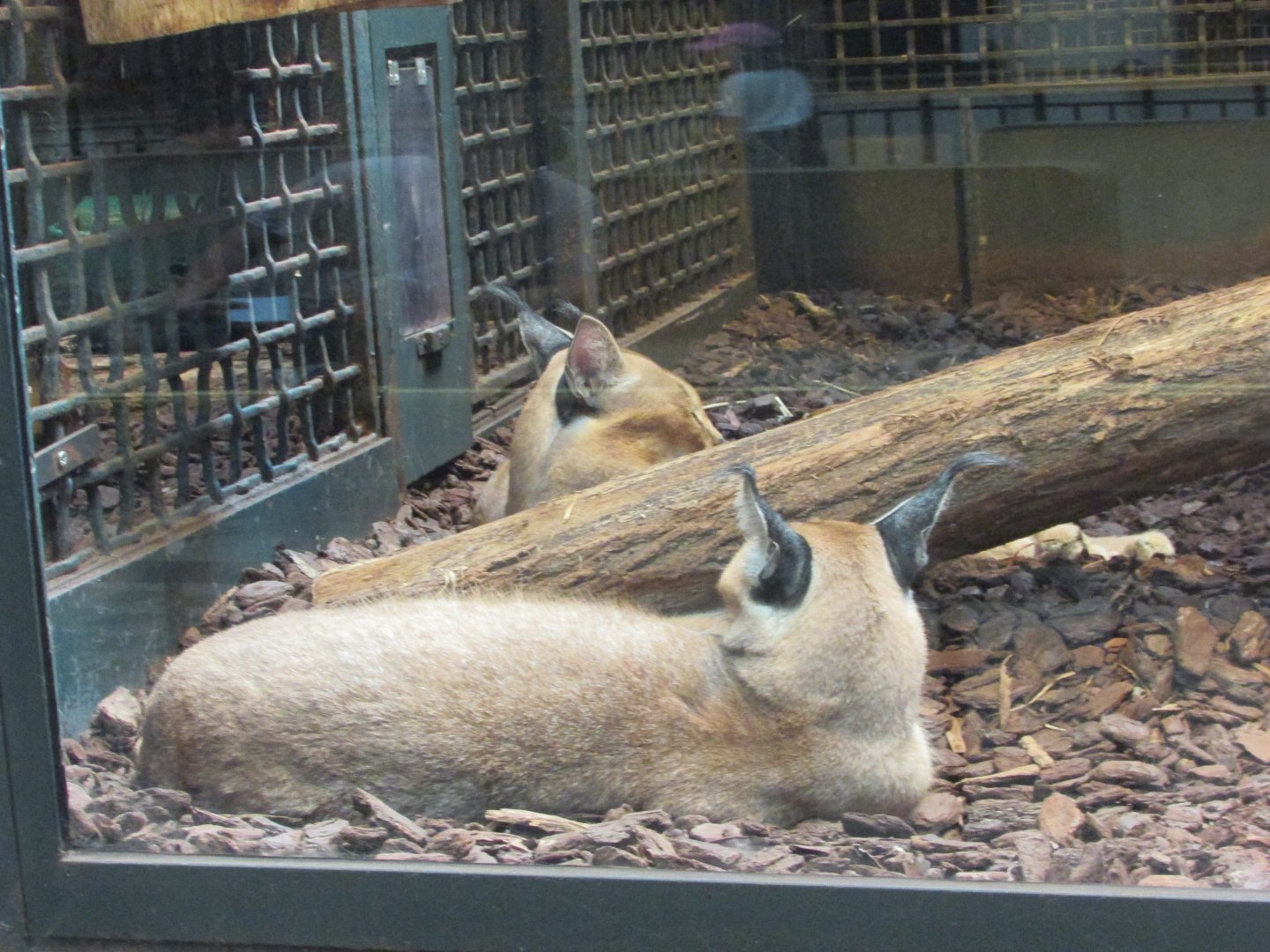 Jardin des Plantes de Paris - Caracals