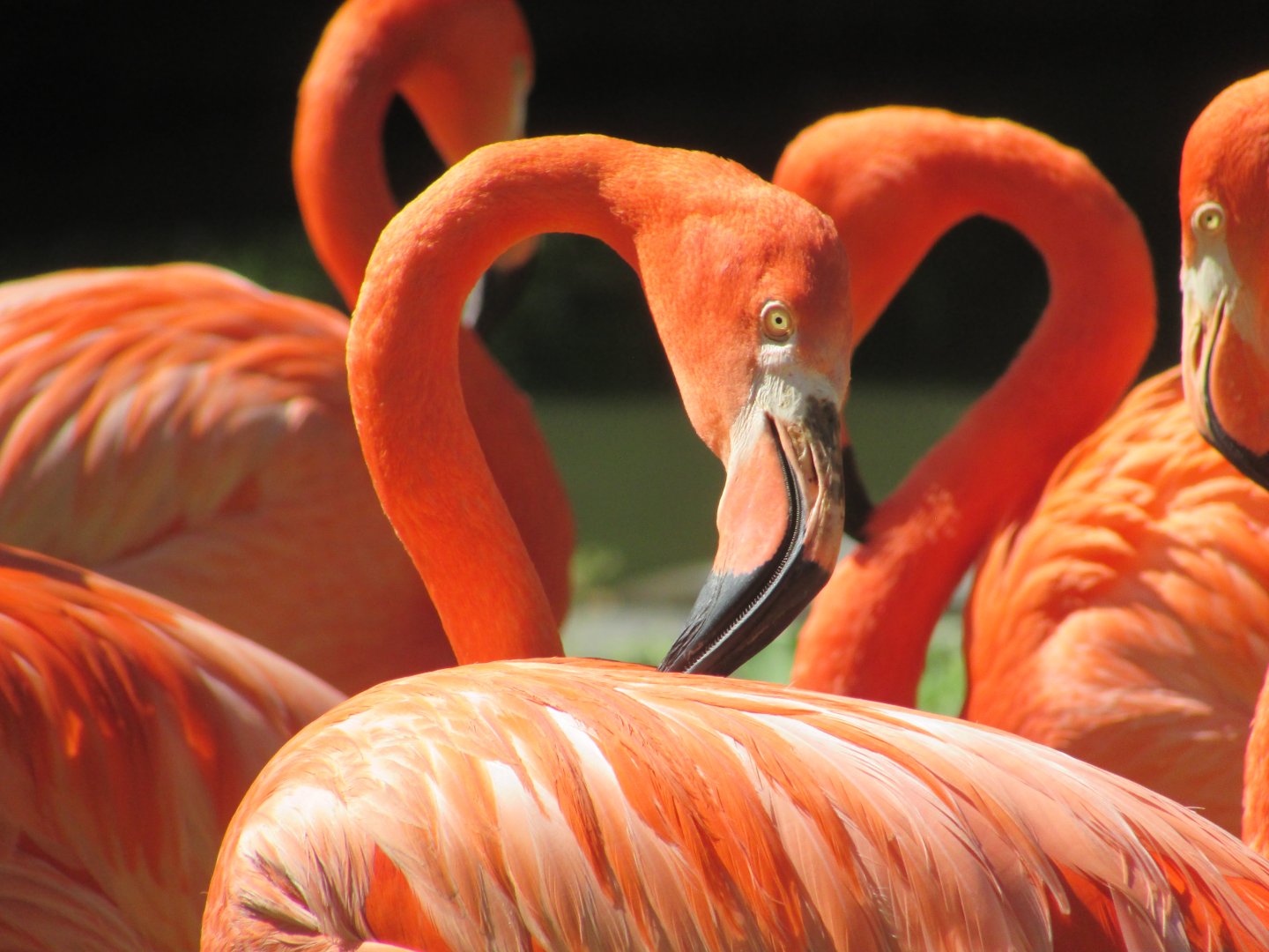 Jardin des Plantes de Paris - Caribbean flamingo