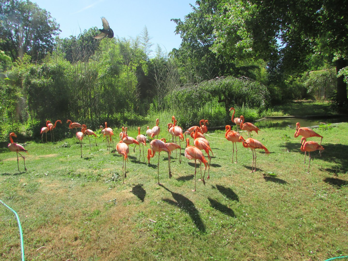 Jardin des Plantes de Paris - Caribbean flamingos