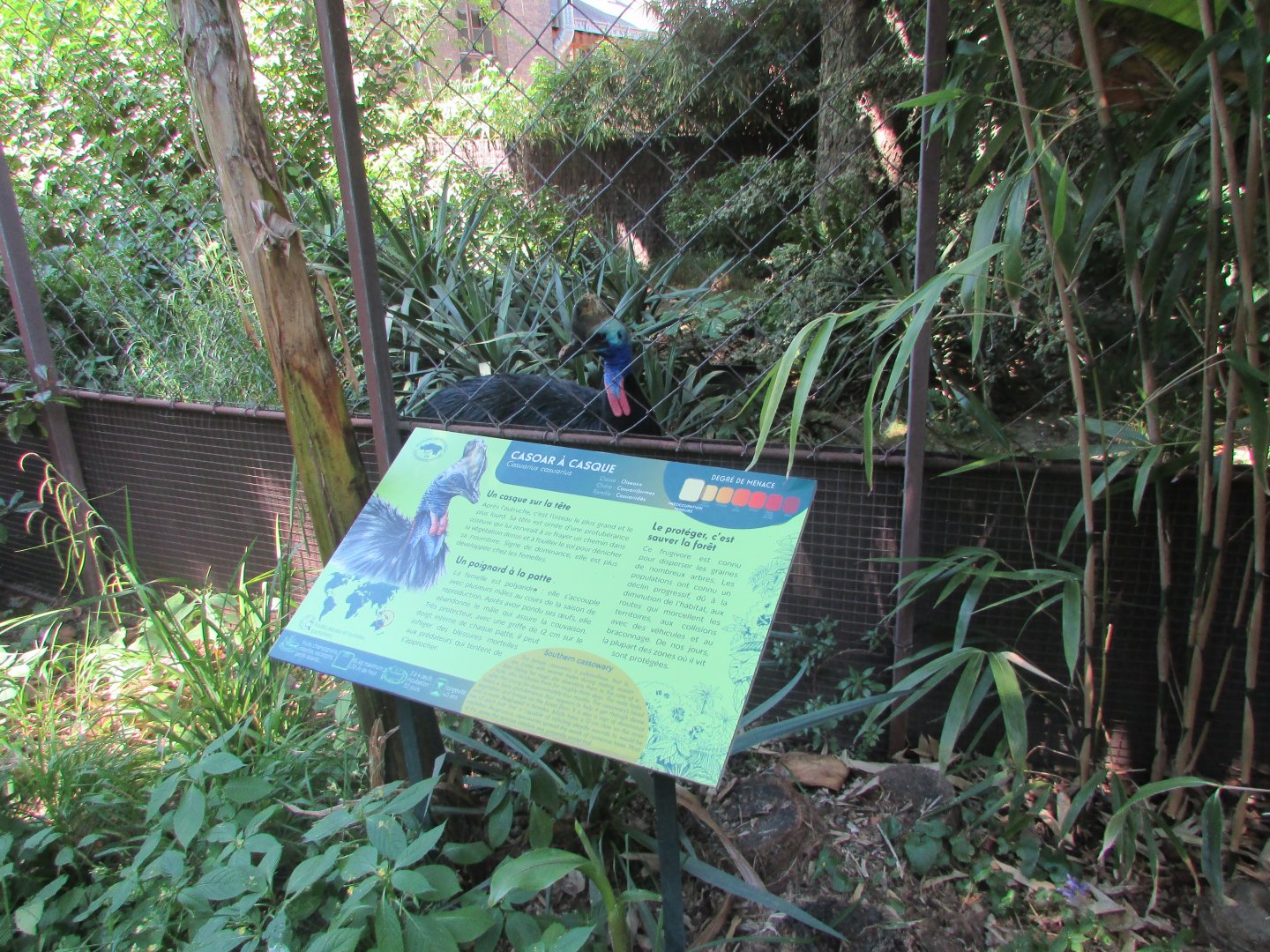 Jardin des Plantes de Paris - Cassowary with signage