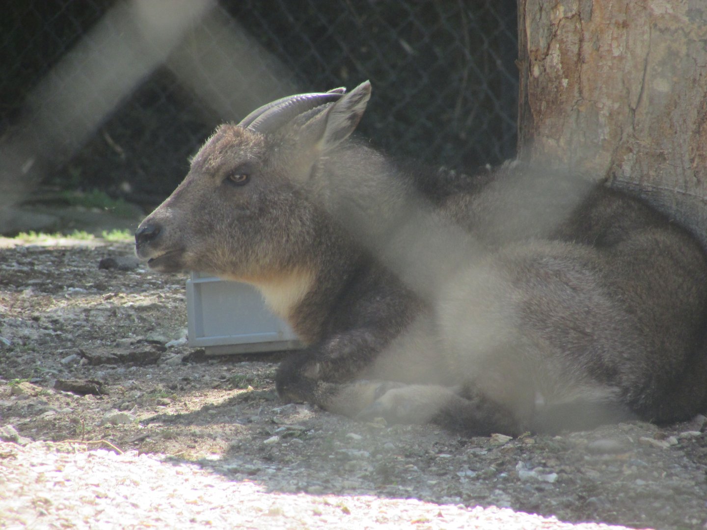 Jardin des Plantes de Paris - Central Chinese goral