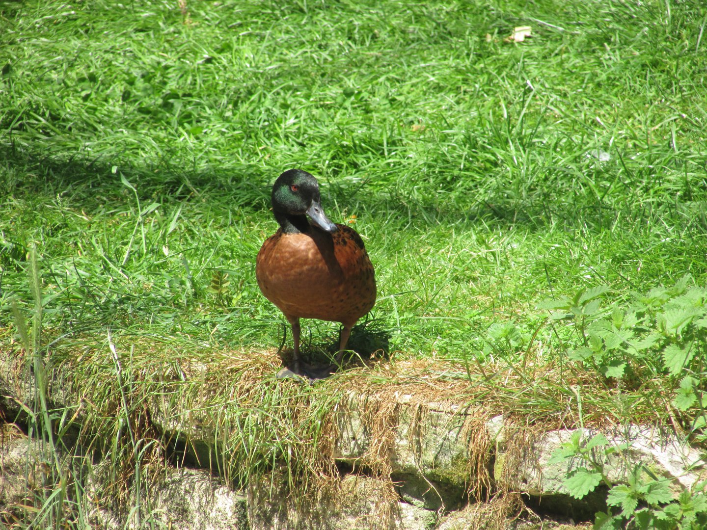 Jardin des Plantes de Paris - Chestnut teal