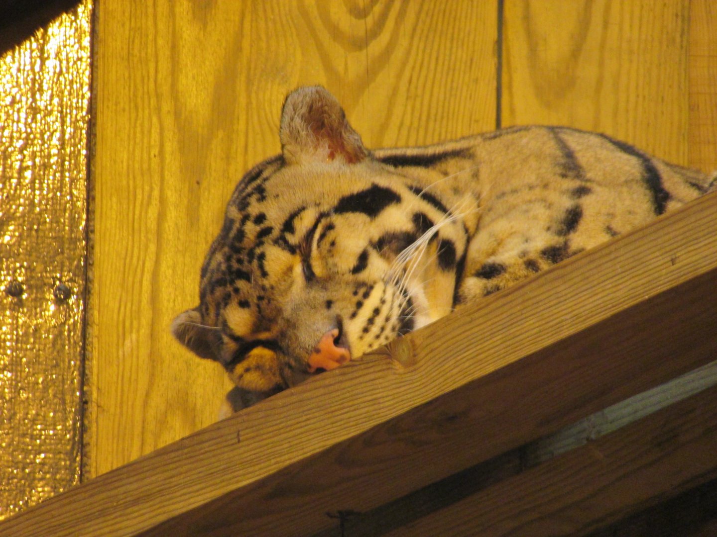 Jardin des Plantes de Paris - Clouded leopard