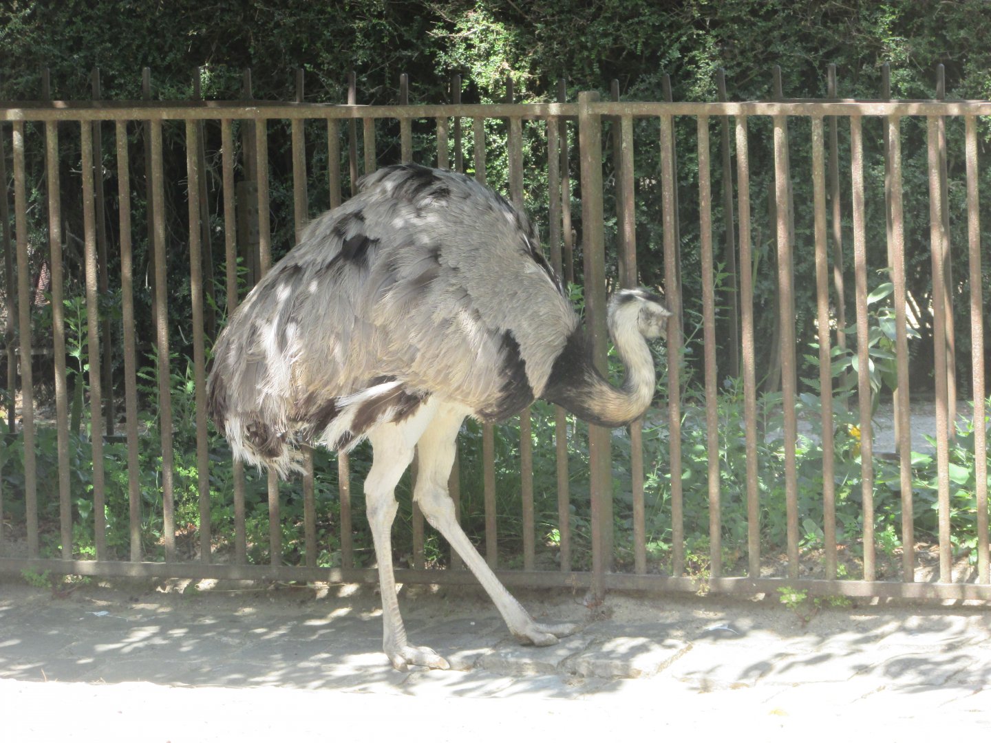 Jardin des Plantes de Paris - Common rhea