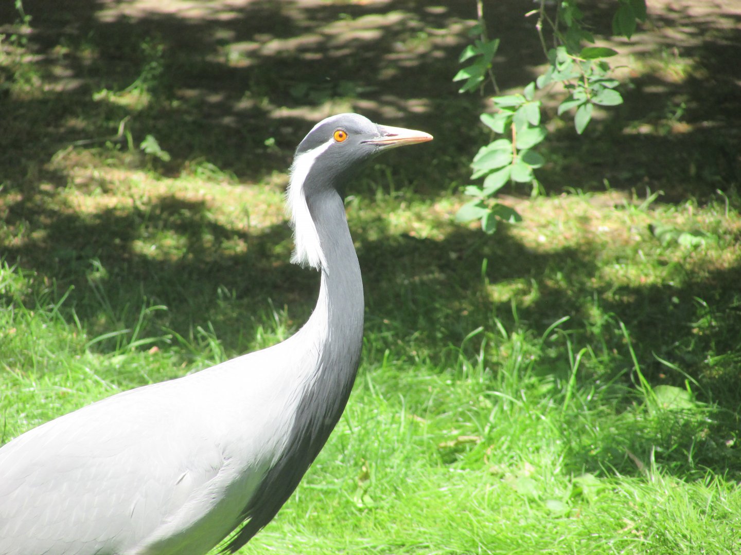 Jardin des Plantes de Paris - Demoiselle crane