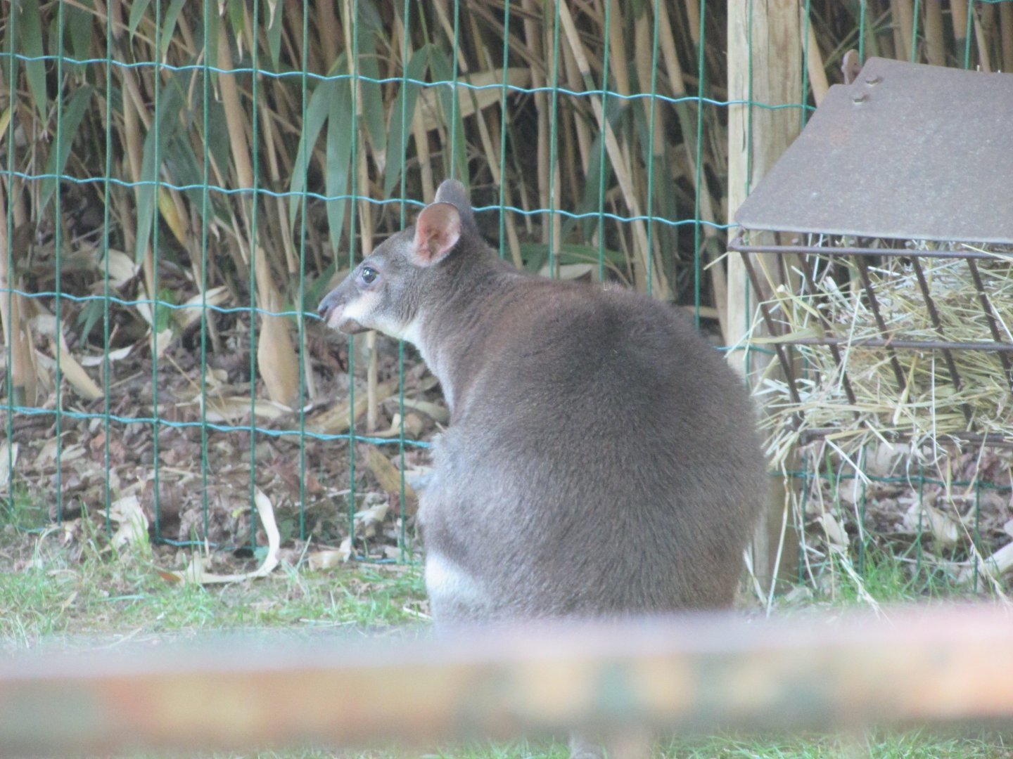 Jardin des Plantes de Paris - Dusky pademelon