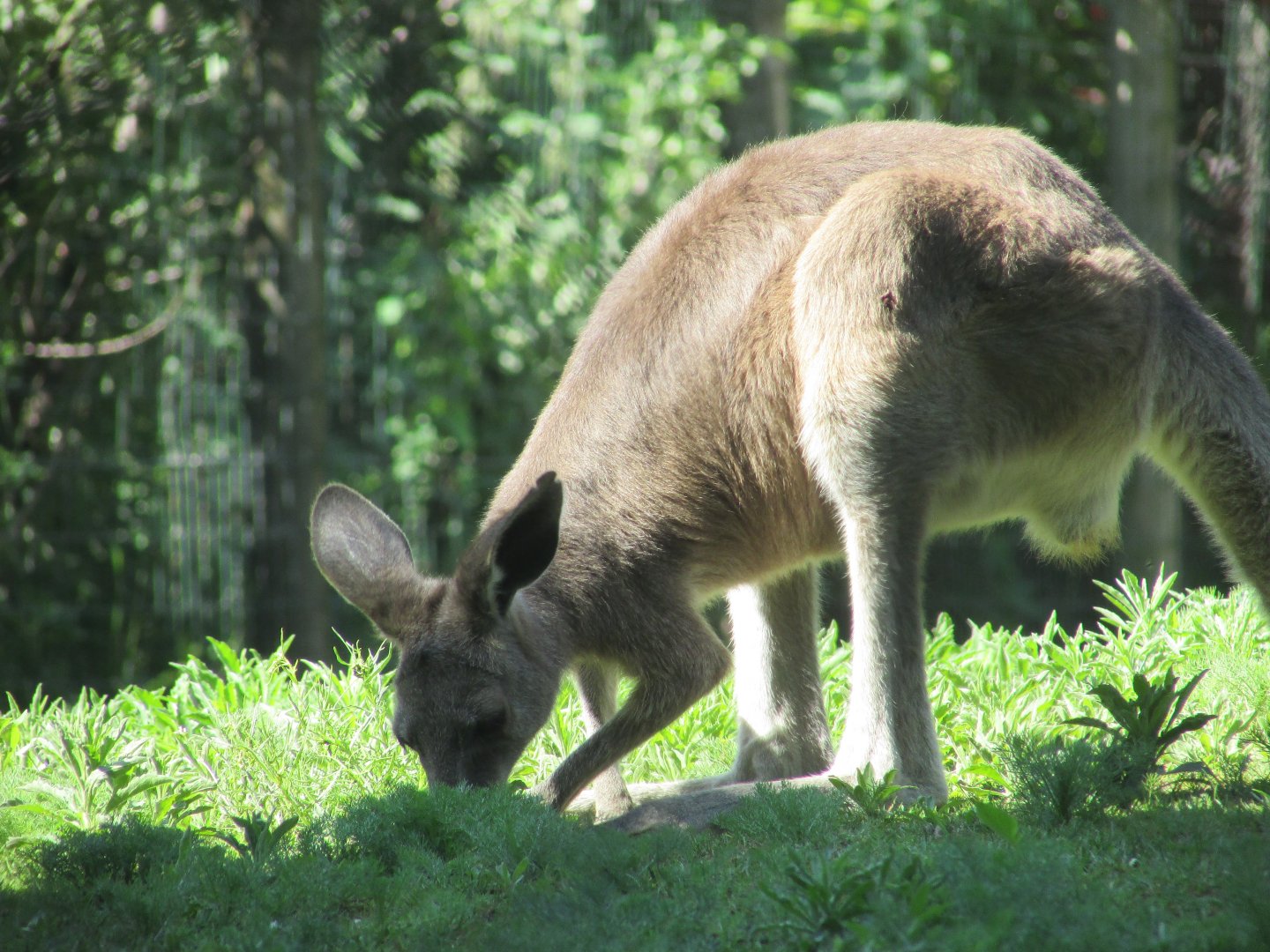 Jardin des Plantes de Paris - Eastern gray kangaroo