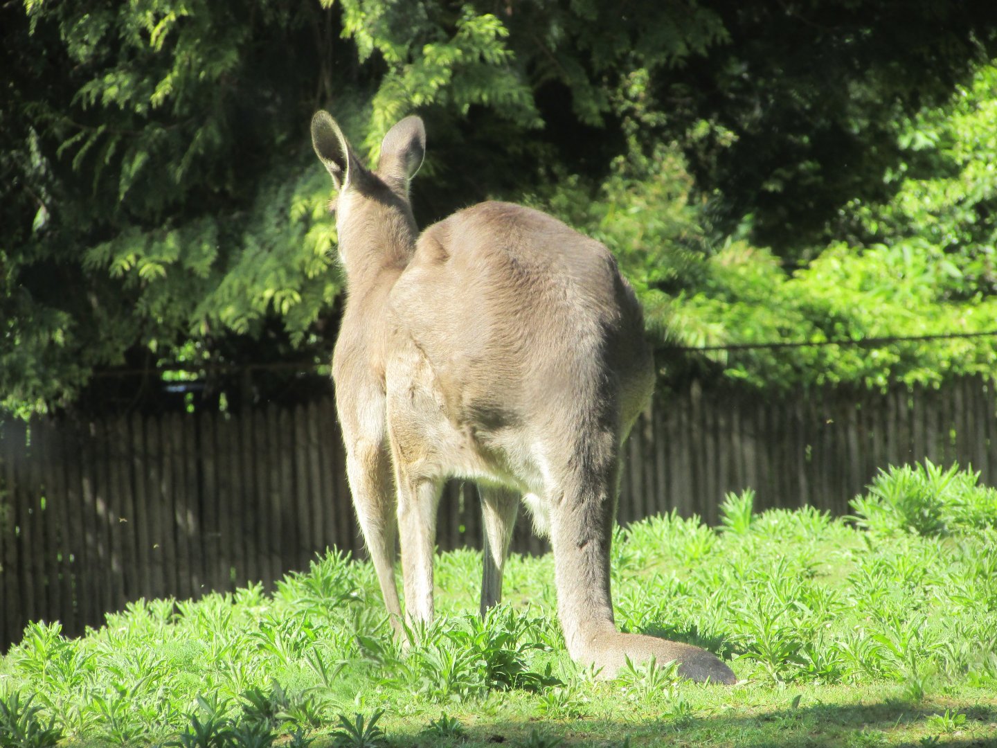 Jardin des Plantes de Paris - Eastern gray kangaroo