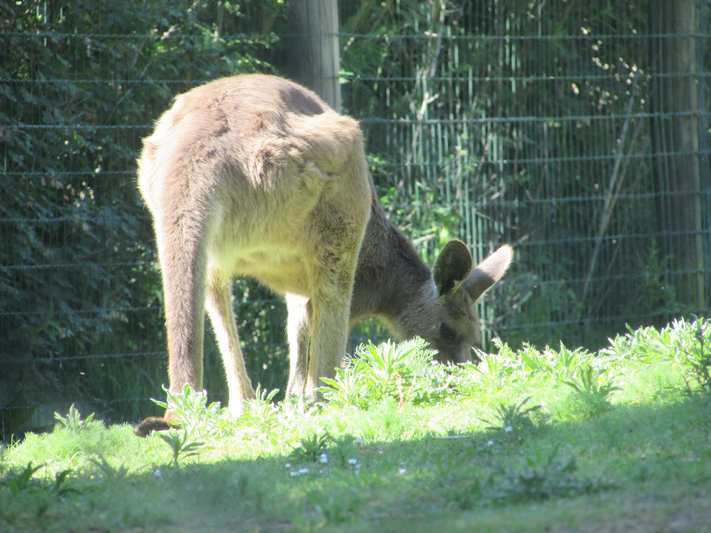 Jardin des Plantes de Paris - Eastern gray kangaroo
