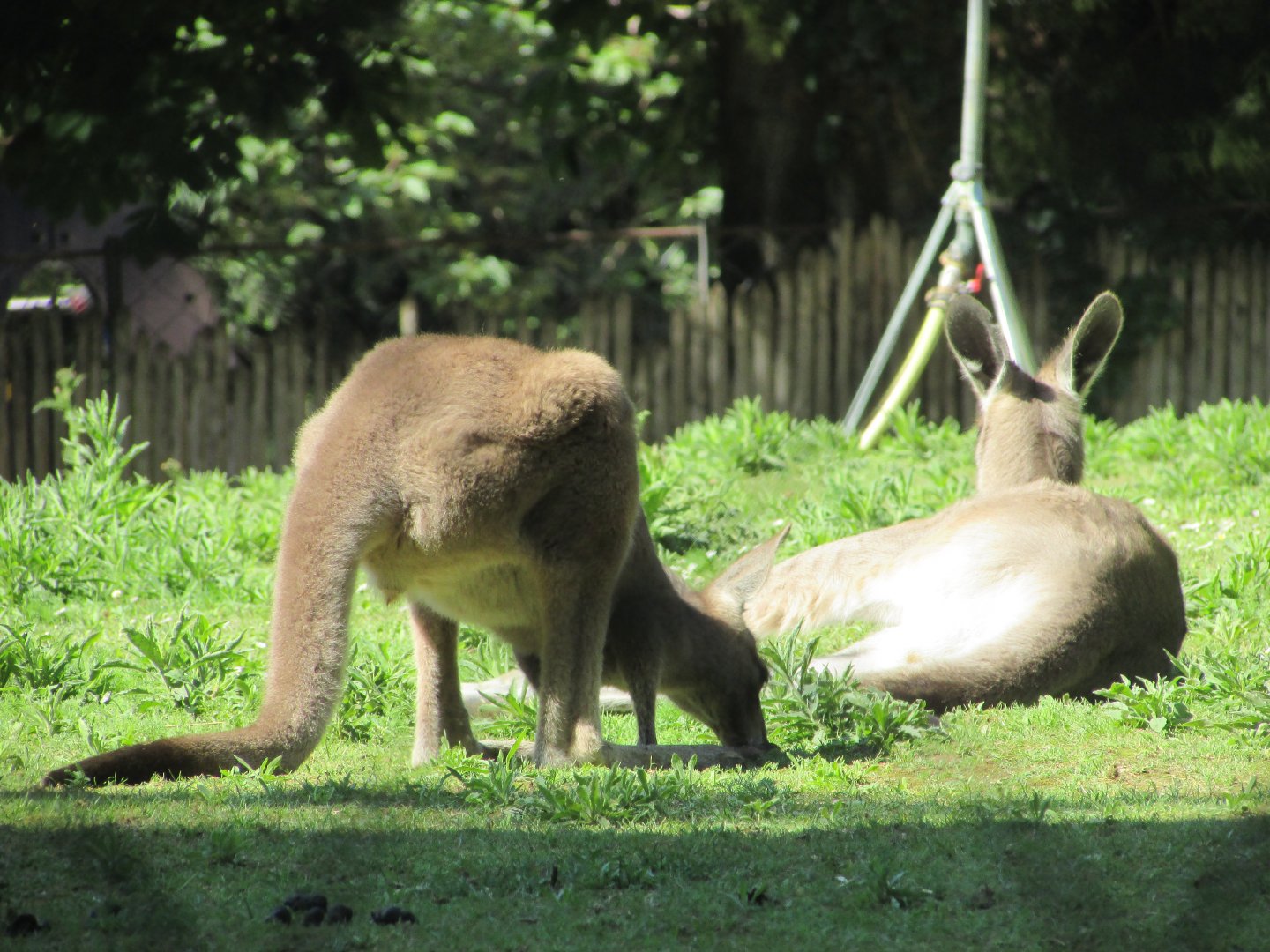 Jardin des Plantes de Paris - Eastern gray kangaroos