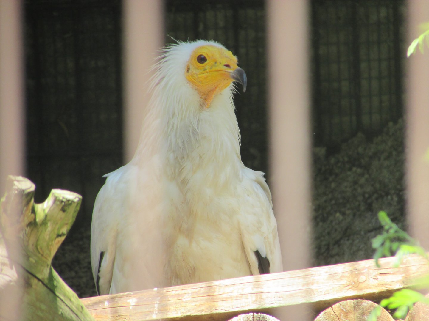 Jardin des Plantes de Paris - Egyptian vulture