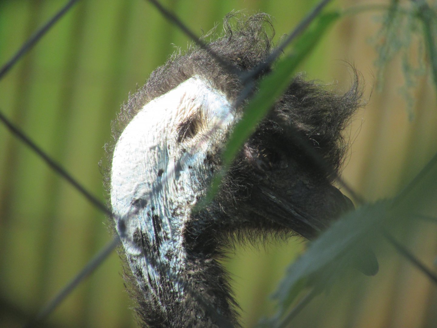Jardin des Plantes de Paris - Emu