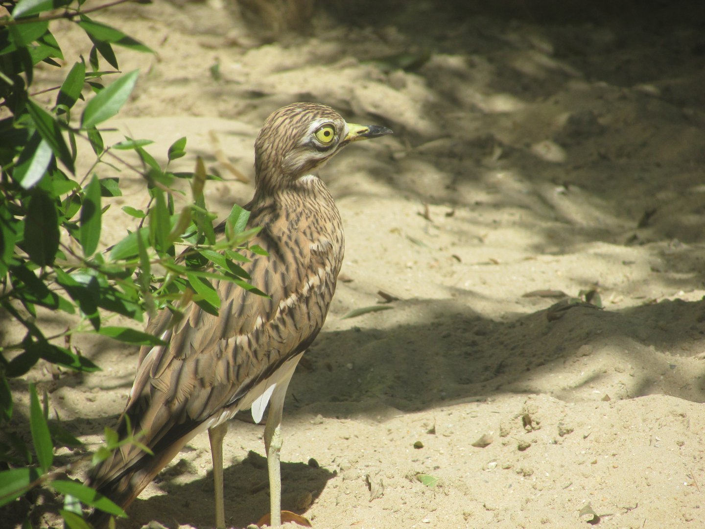 Jardin des Plantes de Paris - Eurasian thick-knee