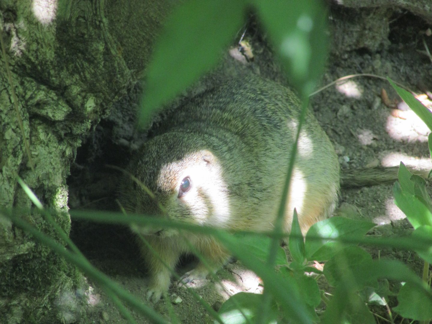 Jardin des Plantes de Paris - European souslik