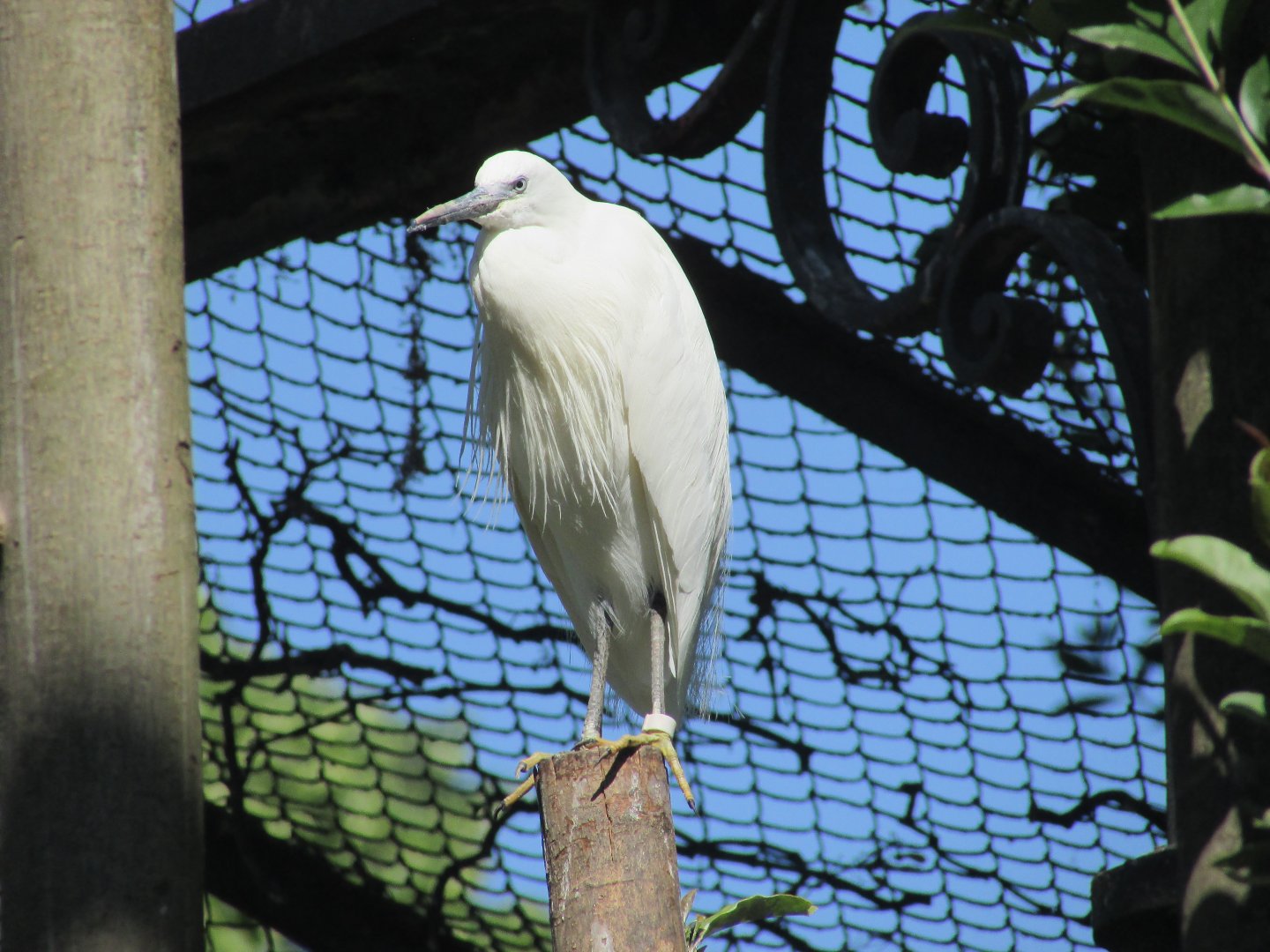 Jardin des Plantes de Paris - European white egret