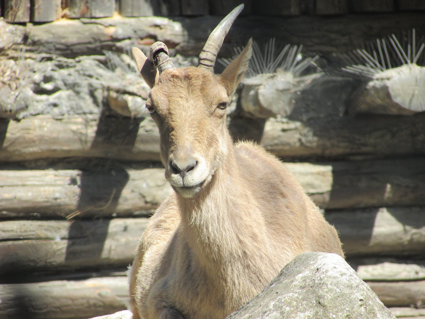 Jardin des Plantes de Paris - Female Kuban tur