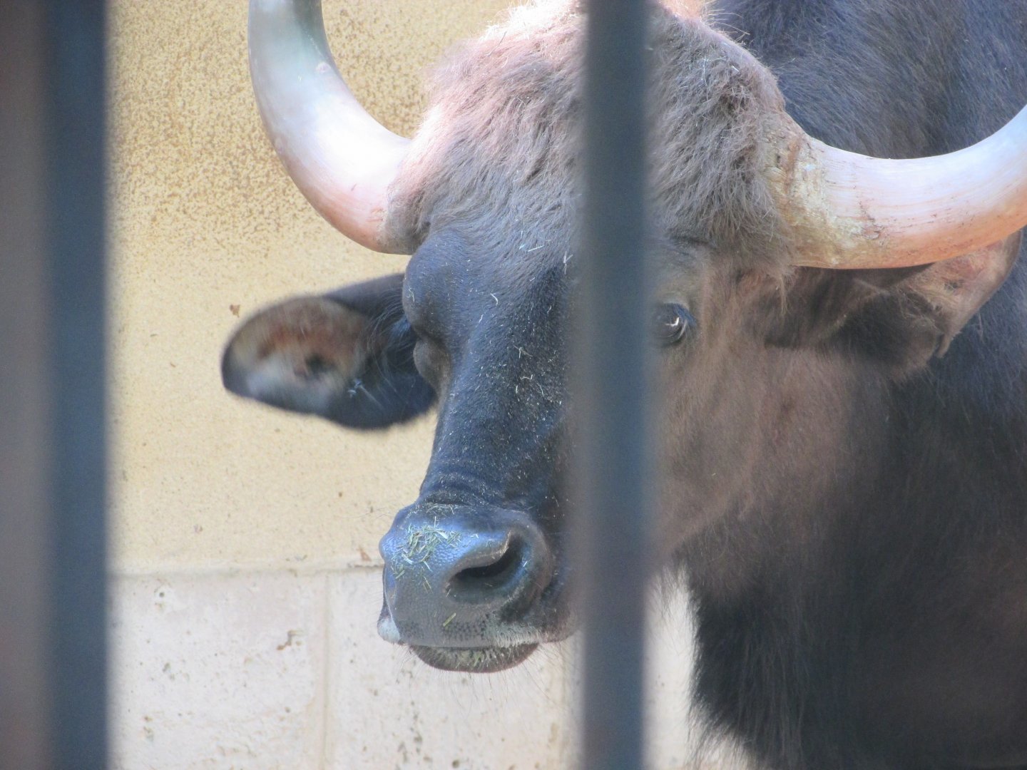 Jardin des Plantes de Paris - Gaur