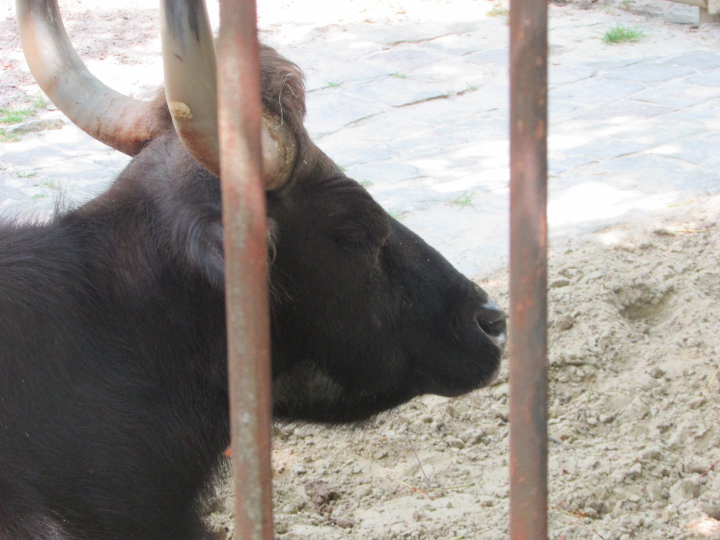 Jardin des Plantes de Paris - Gaur