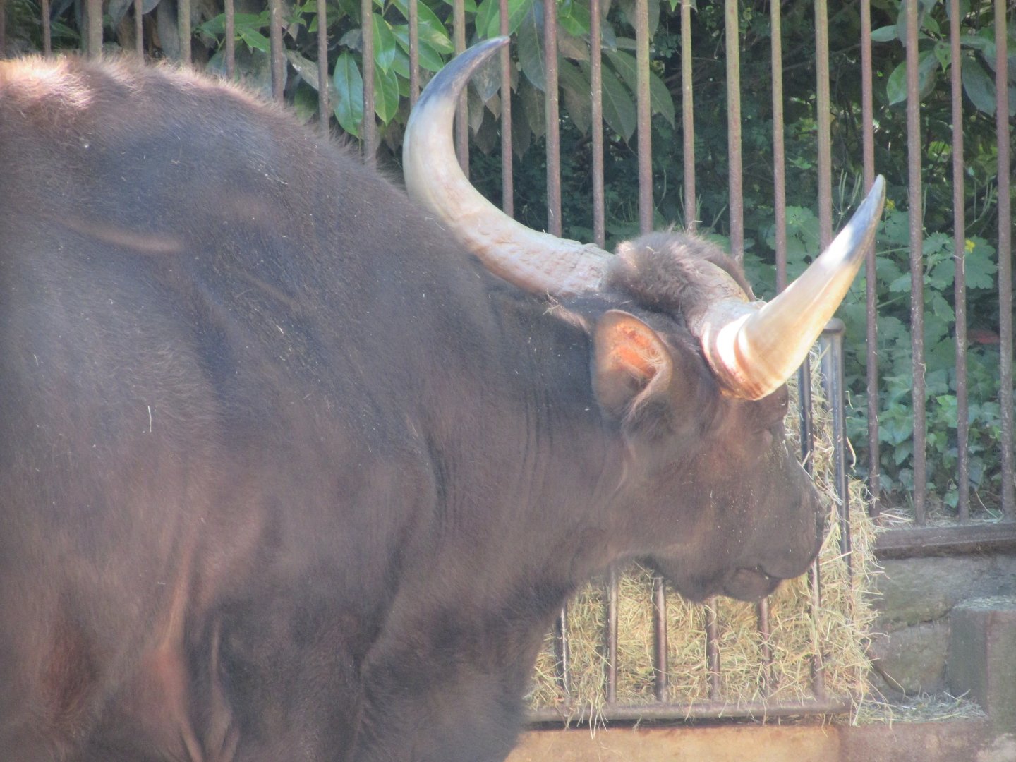 Jardin des Plantes de Paris - Gaurs