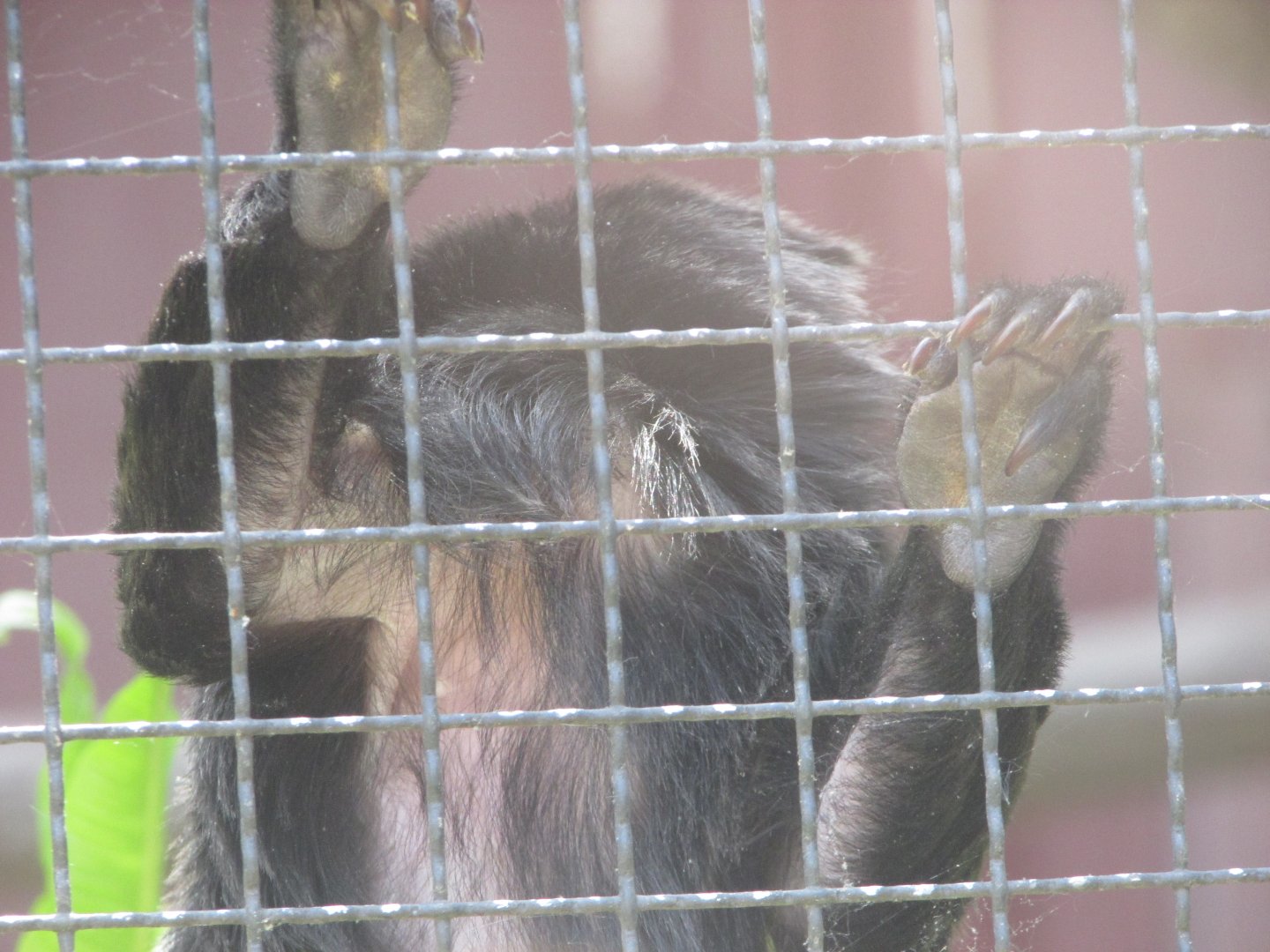 Jardin des Plantes de Paris - Goeldi's marmoset